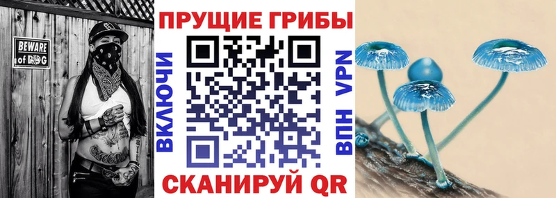 Псилоцибиновые грибы Psilocybine cubensis  Купить закладки  Новодвинск 